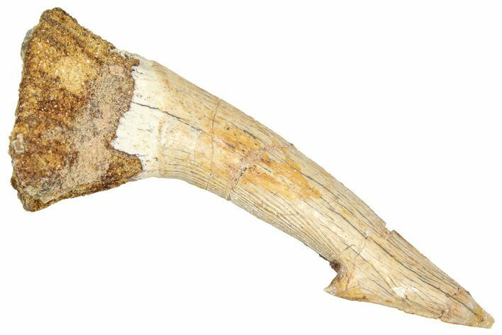 Fossil Sawfish (Onchopristis) Rostral Barb - Morocco #366715